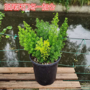 狐尾天门冬盆栽花卉庭院室内多年生常绿花镜观叶绿植吸甲醛防辐射