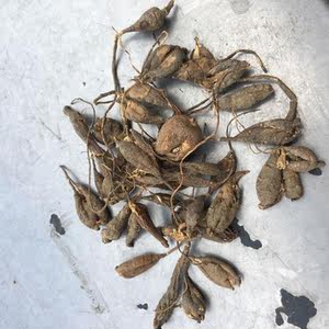 山布袋 潮汕中草药 别名猪仔笠 猪肝吊胆