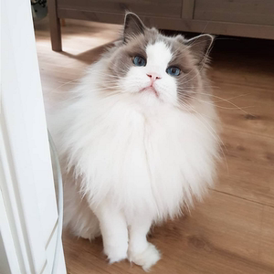 布偶猫幼猫崽纯种宠物猫咪活物蓝海双山猫长毛仙女体幼崽血统猫舍