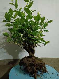 横县重瓣白色茉莉花老桩精品盆景室内外阳台绿植容易生长开花不断