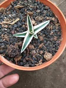 多肉植物冰山 直径5cm 稀有品种 龙舌兰