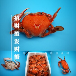 003人付款淘宝新鲜冷冻招财蟹发财蟹红蟹小海鲜火锅