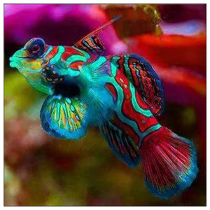 活物五彩色园点青蛙蓝面红白红线鸳鸯蓝灯管鱼宠物包活体广州观赏