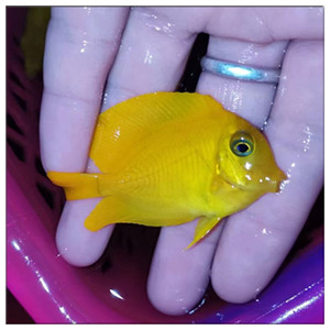 黄吊鲨鱼火箭吊柠檬西瓜吊紫吊虎纹吊易养吃藻颗粒海缸海水鱼活宠