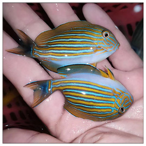 海水缸小纹吊蓝眼食苔五彩黄倒一字吊类肥狐狸鱼包活体宠物观赏鱼