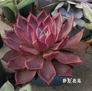 魔焰多肉