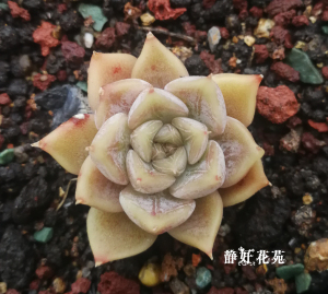 多肉植物冰雪奇缘