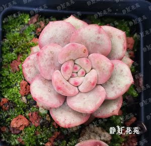 静好花苑 凌雪/林依晨 多肉植物 叶片叶插苗