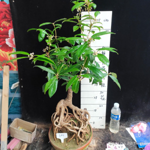 嫁接四季桂月桂金状元金银同辉日香桂花矮桩矮霸盆景盆栽桂花树苗