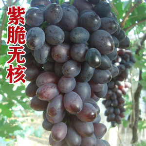 青岛基地紫脆无核 葡萄苗南北方种植新品种硬果肉盆栽阳台地栽
