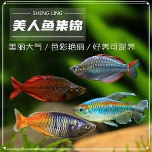 石美人热带鱼红苹果红尾黄金美人鸽子蓝电光彩虹刚果美人鱼活体鱼