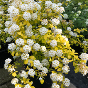 黄金喷泉菱叶绣线菊粉霜花苗盆栽阳台花园多年生木本花卉植物