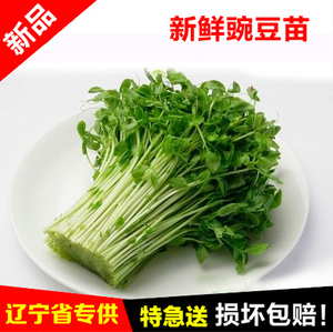 新鲜豌豆苗 1把400g左右新鲜蔬菜精选龙须豆苗 西餐沙拉菜新鲜