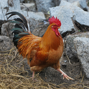 正宗农家散养农村土公鸡家养整只走地鸡笨鸡新鲜现杀放养大公鸡