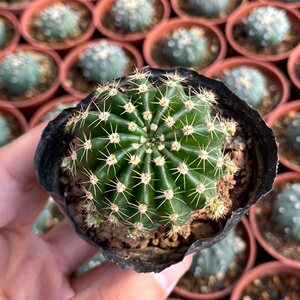 仙人球彩草开花品种实生草球多肉植物室内精品小盆栽仙人掌防辐射