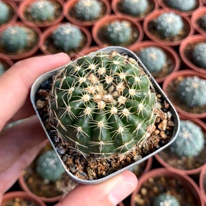 【富贵玉仙人球】富贵玉仙人球品牌,价格 - 阿里巴巴