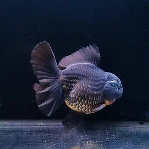 精品红白泰狮金鱼渔场直销包邮包活