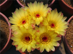 000人付款淘宝桃鬼丸仙人球 南国玉属 红冠丸仙人球室内防辐射桌面