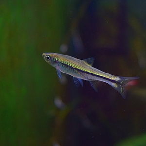 【南方波鱼】南方波鱼品牌,价格 - 阿里巴巴