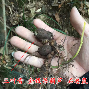 三叶青 浙江 野生 又叫金线吊葫芦 石老鼠 草药 500克 干货 包邮