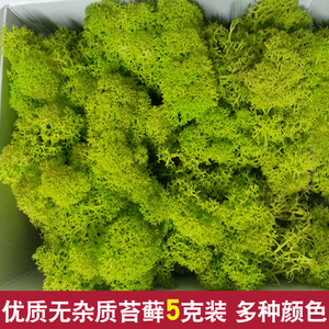 荷兰进口无杂质无黑根苔藓青苔diy永生干花微景观礼盒材料包5克装