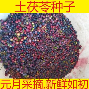 000人付款淘宝广西土茯苓种子种苗冷饭团硬饭头红土苓南北可种袋苗带