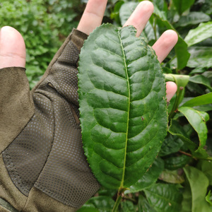 广别老寨新寨500克小树茶春茶布朗山普洱茶农家茶