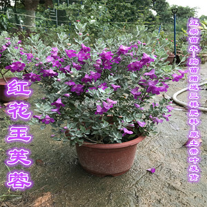 红花玉芙蓉苗红花玉芙蓉盆栽盆景芙蓉苗银叶金合欢树苗银叶金合欢