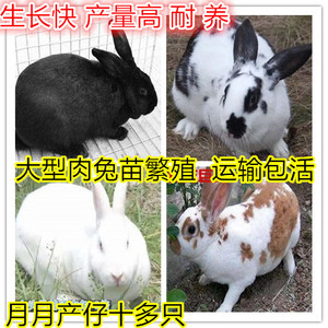 兔子活体大型肉兔新西兰宠物兔繁殖兔花色比利时黑兔幼崽苗小白兔