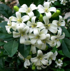 夜来香花树苗浓香