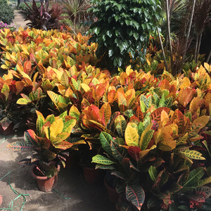 变叶木盆栽植物七彩木室外阳台绿植耐热耐寒多年生木本观叶植物