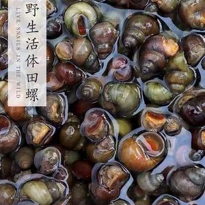 新鲜大田螺种苗种螺母螺淡水养殖活体田螺种包邮新鲜螺丝肉活体