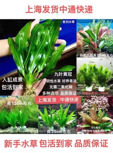 大叶九冠造景植物淡水增氧净水阴性好养绿菊阴性溪流鱼缸观赏水草