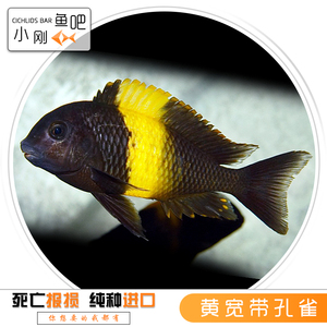【小刚鱼吧】三湖慈鲷坦鲷黄宽带蝴蝶淡水热带观赏鱼黄宽蝴蝶活体