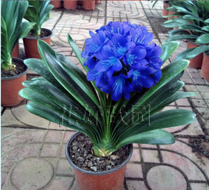 君子兰花盆栽室内花卉好养易活盆景四季常青花苗花卉盆栽室内绿植