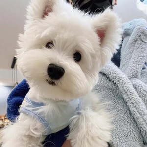 西高地幼犬活体宠物狗狗西高地白梗幼崽 全国送到家