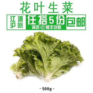 花叶生菜图片