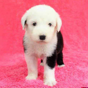 出售纯种英国古代牧羊犬 古牧犬 幼犬白头黑背活体古牧 宠物狗狗