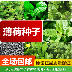食用薄荷种子香草种子柠檬香水薄荷猫薄荷种子胡椒薄荷花种子包邮
