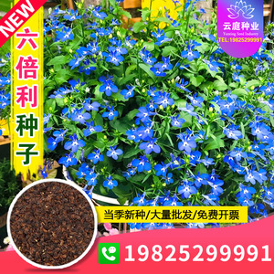 六倍利种子蓝花亚麻种籽兰花阳台盆栽蓝色垂吊半边莲翠蝶花山梗菜