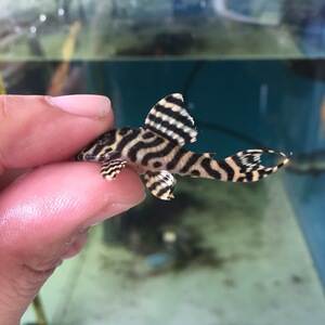 l333 黄金帝王迷宫 异型鱼南美异型鱼 观赏鱼 异形鱼f1 清道夫