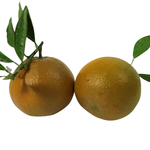 黑美人棕橙巧克力橙高端橙子新品种现摘新鲜水果橙世之光顺丰快递