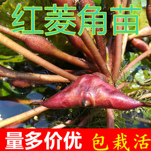 四角红菱角苗水生植物绿植 四两红菱角苗黑凌角苗种子野生棱角种