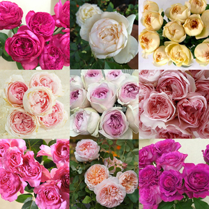 伊芙系列月季1小苗 逸话乙女心红蓝宝石心愿伯爵新娘玉兔古典香水