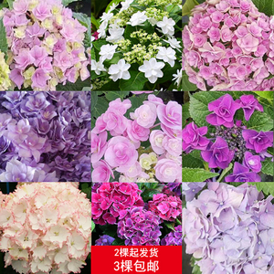 绣球精选3 美加子万华镜柳丁蝴蝶你我的一起鸡尾酒夏洛特花宝腔调