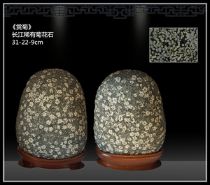 天然牡丹石原石摆件精品菊花石图案石花开富贵精美奇石草花山石头