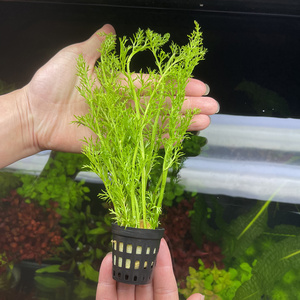 鱼缸淡水水芹水草雪花水芹水下中后景新手无需二氧化碳雷龙缸植物