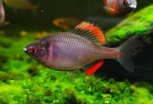 鳑鲏鱼 金彩鳑鲏 火山鳑鲏 鱊 旁皮 原生鱼 冷水鱼 观赏鱼 鱼