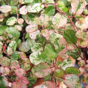 花叶千叶兰霓虹室内外阳台绿植耐阴耐寒耐热组盆素材观叶盆栽藤蔓