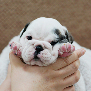 纯种纯血统英国斗牛犬包健康活体宠物狗狗海盗眼精品短毛中型犬3